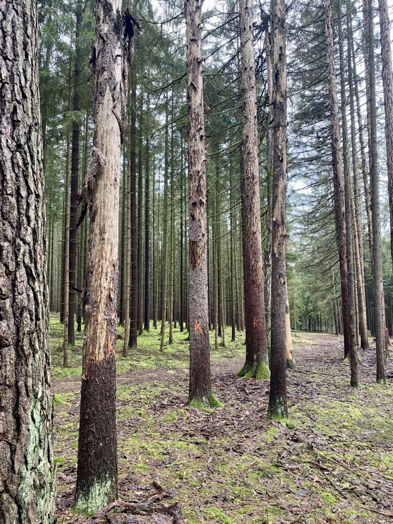 Waldbegehung 2021: Wieviel Stadtwald überlebt die nächsten zehn Jahre?