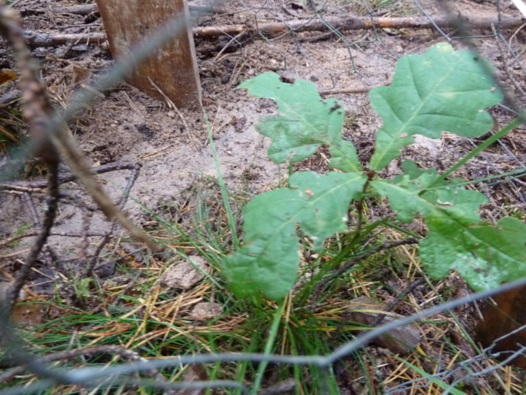 Für jeden Stadtrat ein Baum