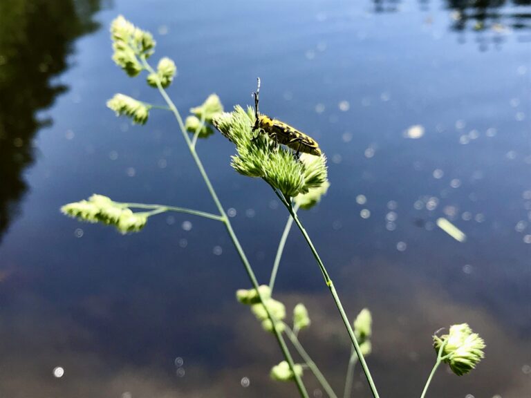 Dem Artensterben Einhalt gebieten